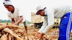 Permintaan Tapioka Dunia Anjlok, Tren Harga Singkong Nasional Akan Terus Turun, Petani Diminta Bersiap