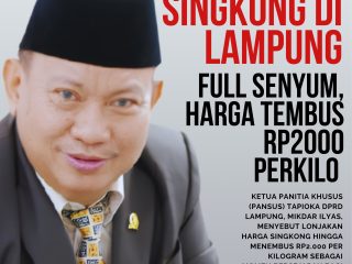 Petani Singkong di Lampung Full Senyum, Harga Tembus Rp2000 Perkilo
